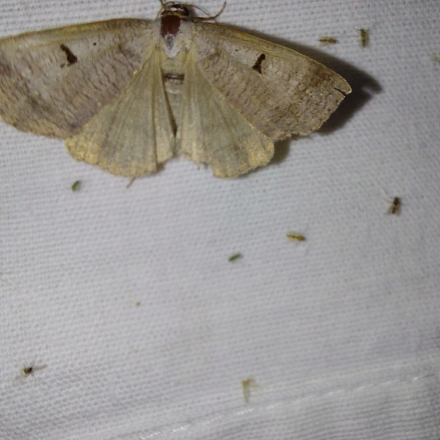 Lygephila pastinum - közönséges csüdfűbagoly