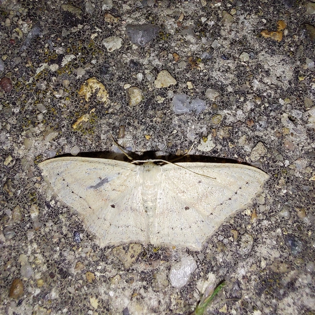 Scopula flaccidaria - alföldi sávosaraszoló