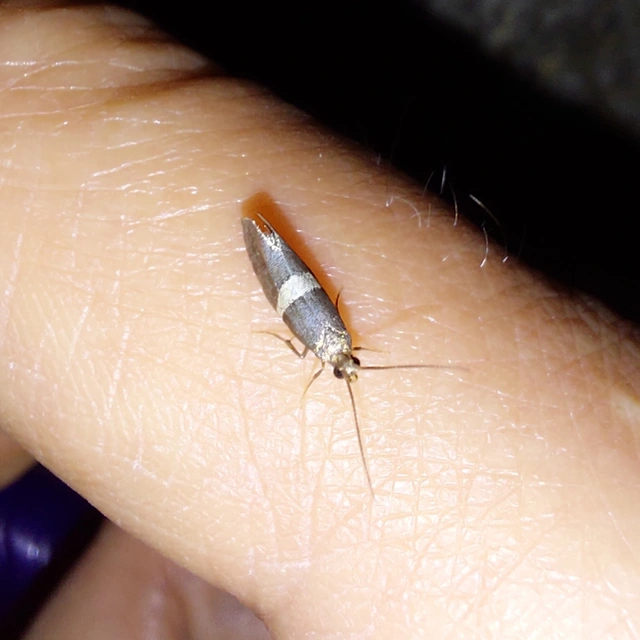 Eidophasia messingiella - kakukktormamoly