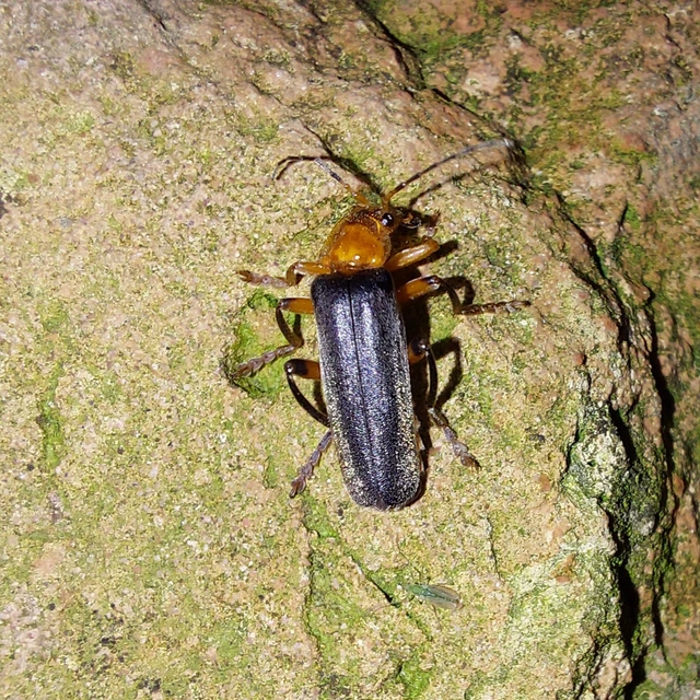 Cantharis livida - mezei lágybogár