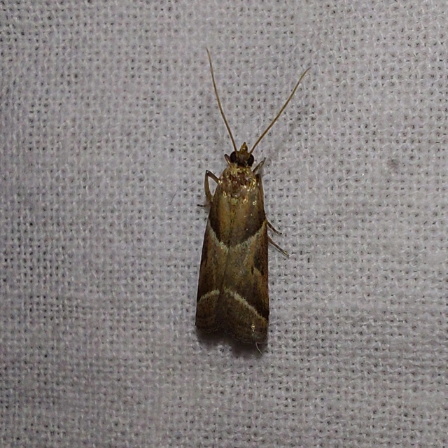 Nyctegretis lineana - agátszínű karcsúmoly