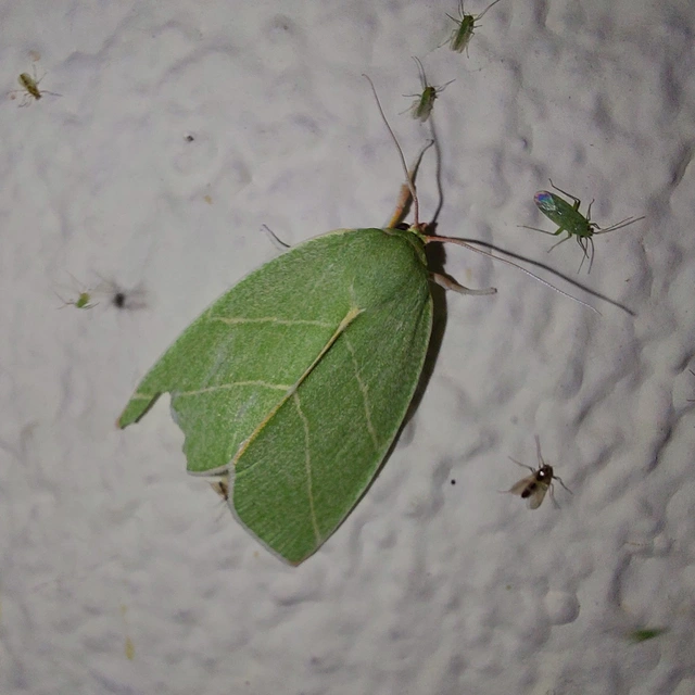 Bena bicolorana - tölgyfa-zöldbagoly