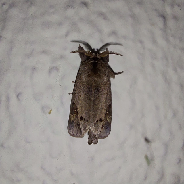 Clostera anachoreta - tarka levélszövő