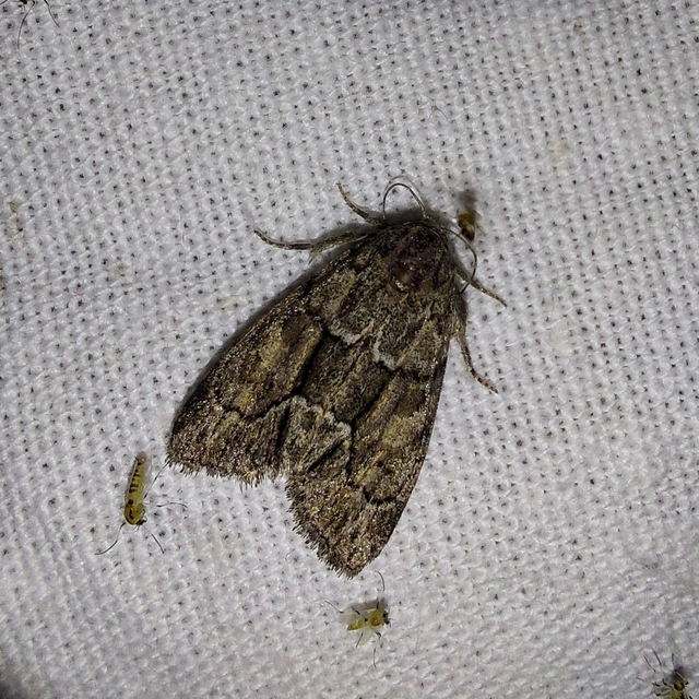 Cryphia fraudatricula - homoki zuzmóbagoly