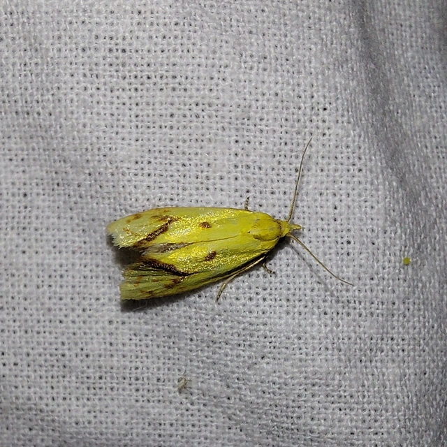 Agapeta hamana - közönséges sárgamoly