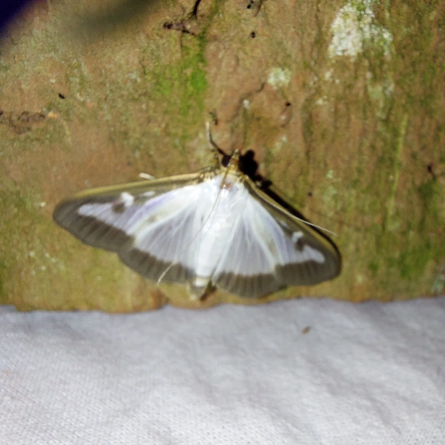 Cydalima perspectalis - puszpáng-tűzmoly