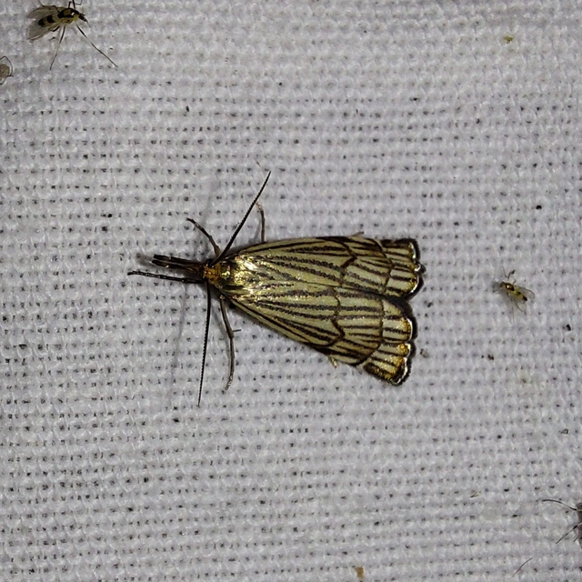 Chrysocramboides craterella - rácsos fűgyökérmoly