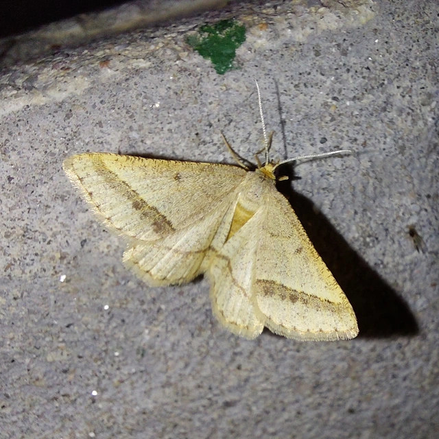 Tephrina arenacearia - lucerna-araszoló