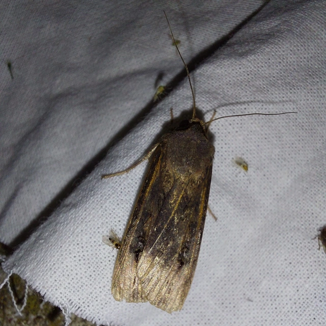 Agrotis ipsilon - nagy földibagoly