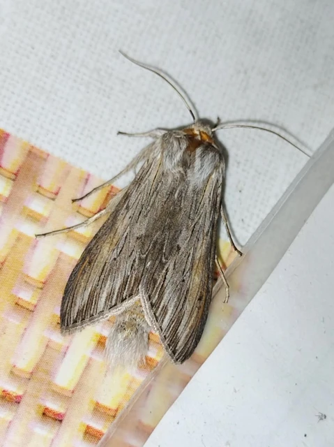 Cucullia umbratica - közönséges csuklyásbagoly