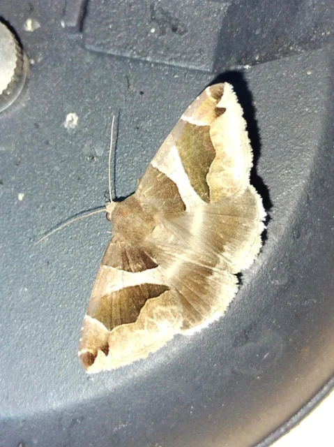 Dysgonia algira - déli porcelánbagoly