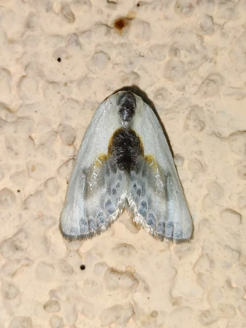Cilix glaucata - törpe sarlósszövő