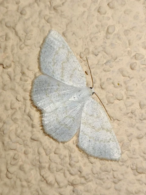 Cabera exanthemata - pettyes égeraraszoló