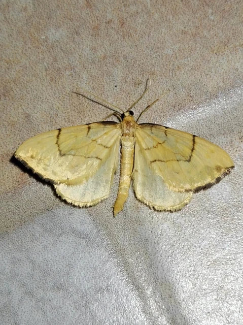 Eulithis pyraliata - sárga galajaraszoló
