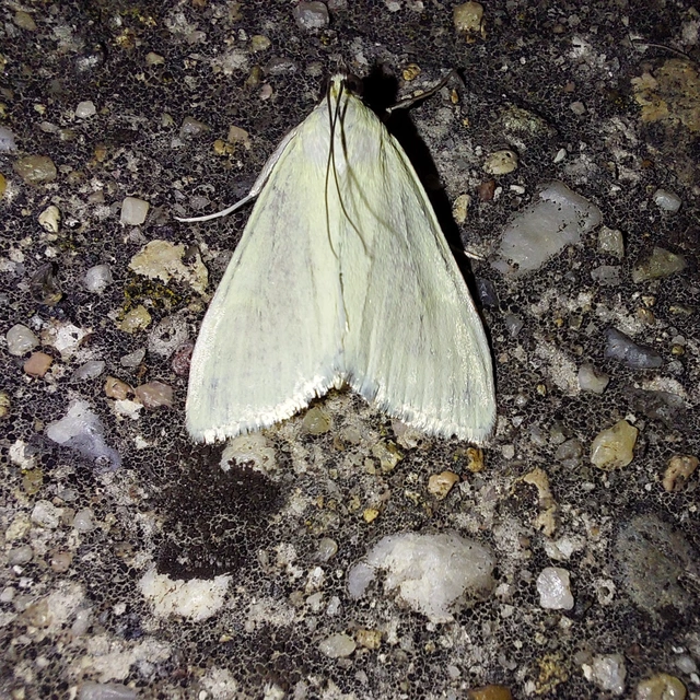 Sitochroa palealis - kénszárnyú dudvamoly