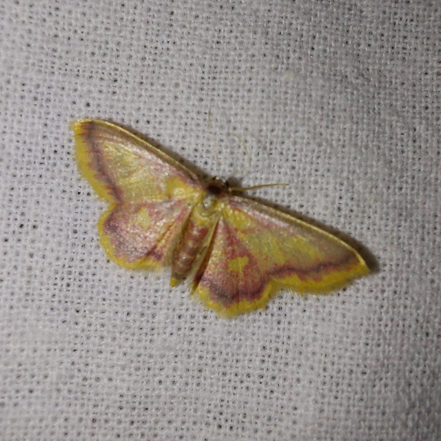 Idaea muricata - mocsári pirosaraszoló