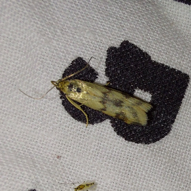 Homoeosoma sinuella - agyagsárga karcsúmoly