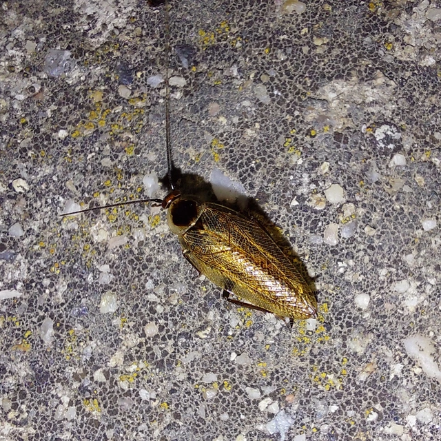 Blattodea - Csótányok