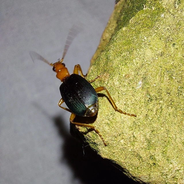 Brachinus