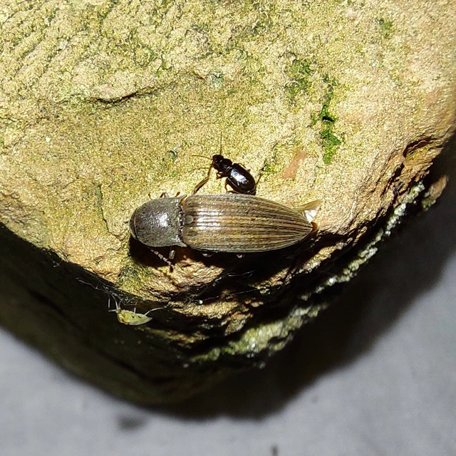 Agriotes lineatus - vetési pattanó