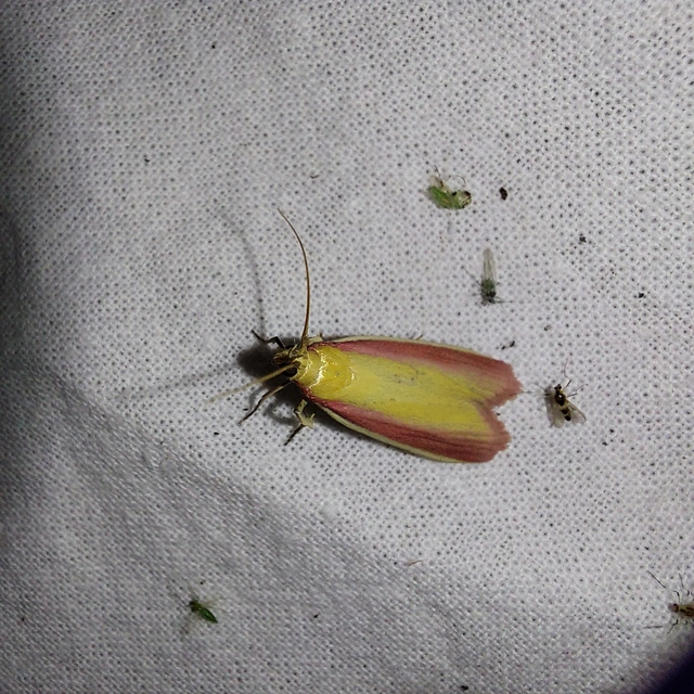 Oncocera semirubella - lucernamoly
