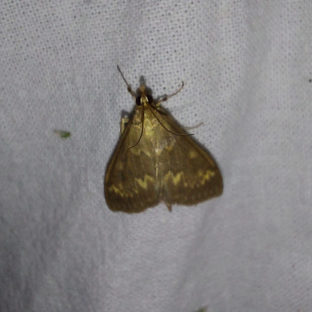 Ostrinia nubilalis - kukoricamoly