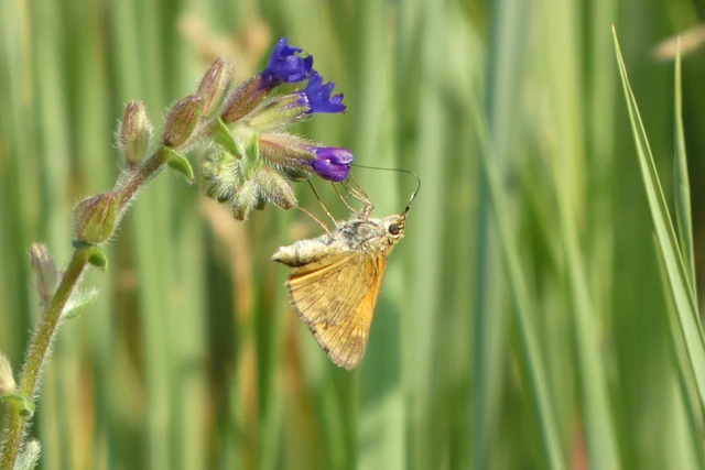 Ochlodes sylvanus - erdei busalepke