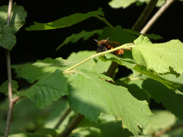 Megascolia maculata - óriás-tőrösdarázs