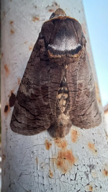 Cossus cossus - fűzfarontólepke