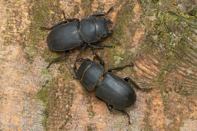 Dorcus parallelipipedus - kis szarvasbogár