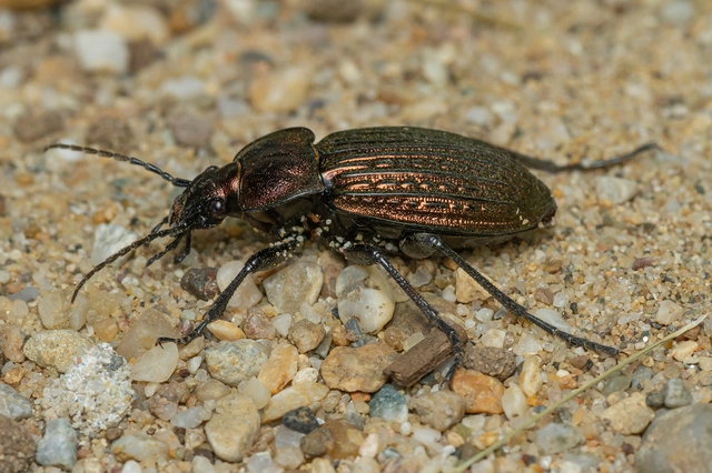 Carabus