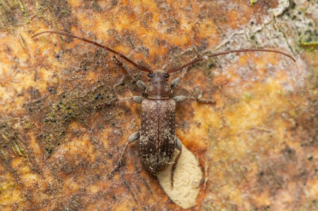 Exocentrus adspersus - tölgyfa-rőzsecincér