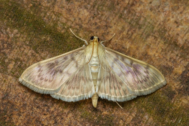 Patania ruralis - csalánevő tűzmoly