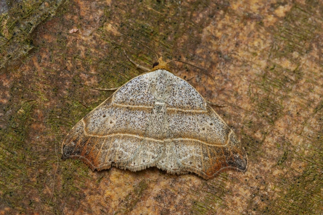 Laspeyria flexula - zuzmóbagoly