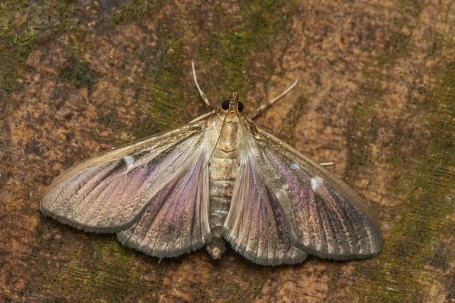 Cydalima perspectalis - puszpáng-tűzmoly