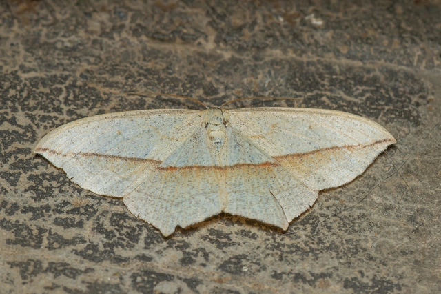 Timandra comae - piroscsíkos csipkésaraszoló