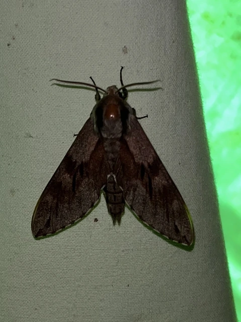 Hyloicus pinastri - fenyőszender