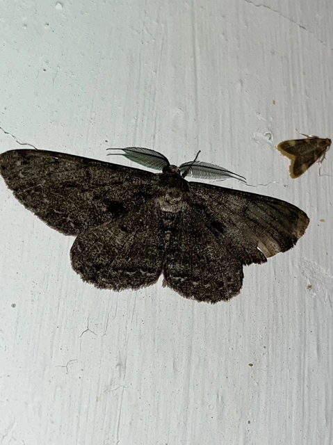 Hypomecis roboraria - nagy tölgyfaaraszoló