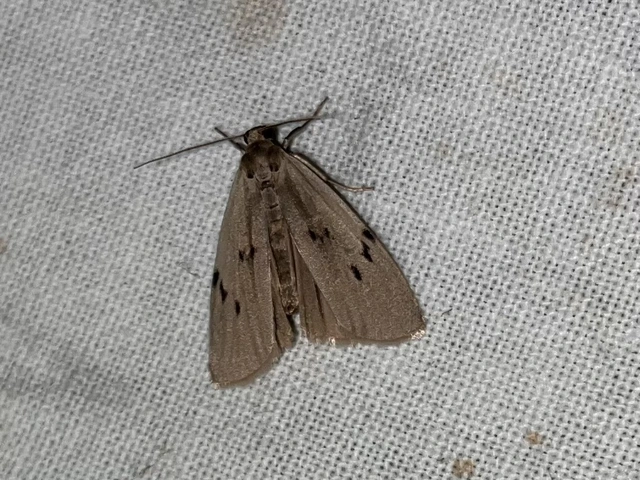 Pelosia muscerda - hamvas zuzmószövő