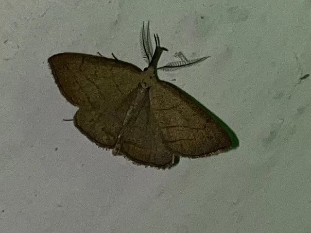 Polypogon tentacularia - sötétaljú karcsúbagoly