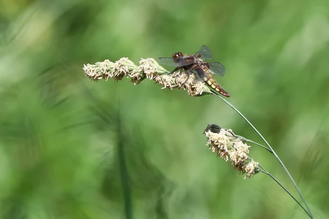 Libellula depressa - széles laposacsa