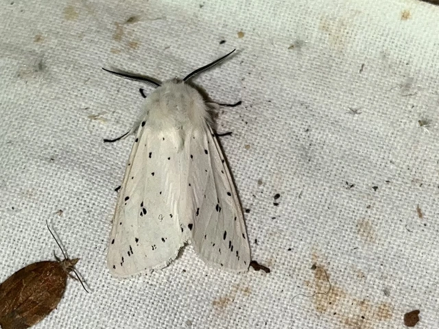 Spilosoma lubricipedum - tejszínű medvelepke