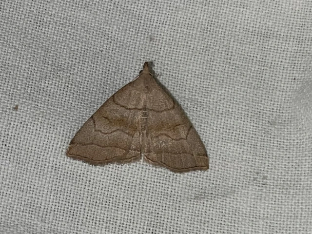 Herminia tarsicrinalis - szőröslábú karcsúbagoly