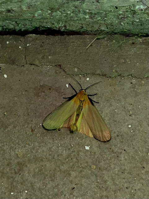 Lithosia quadra - négypettyes zuzmószövő