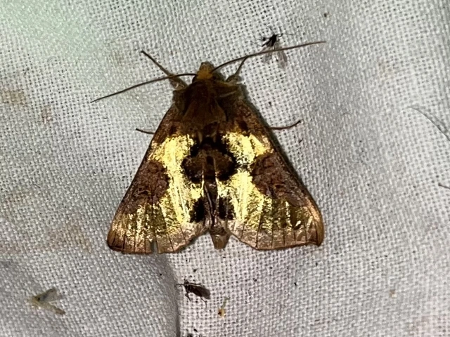 Diachrysia chrysitis/stenochrysis