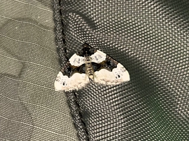 Cosmorhoe ocellata - szemes galajaraszoló