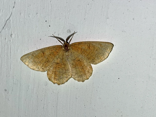 Angerona prunaria - sárga kökényaraszoló