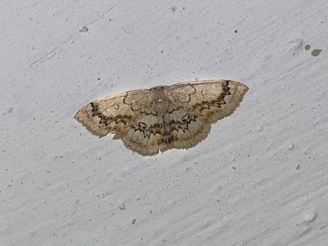 Cyclophora annularia - gyűrűs pettyesaraszoló