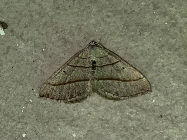 Scotopteryx mucronata/luridata/ignorata