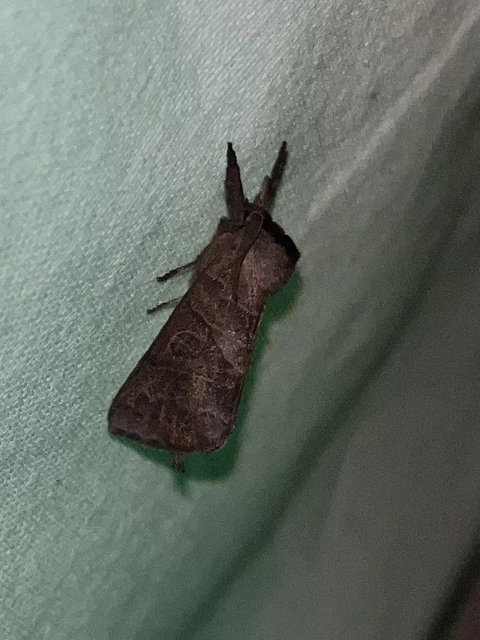 Clostera anastomosis - barna levélszövő